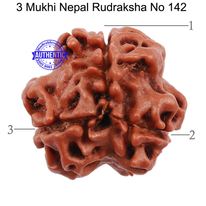 3 Mukhi Rudraksha from Nepal - Bead No. 142