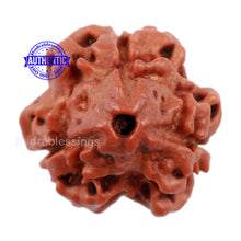Load image into Gallery viewer, 3 Mukhi Rudraksha from Nepal - Bead No. 142

