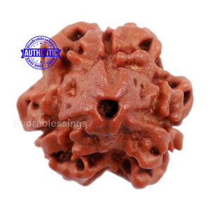 3 Mukhi Rudraksha from Nepal - Bead No. 142