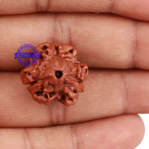 3 Mukhi Rudraksha from Nepal - Bead No. 142