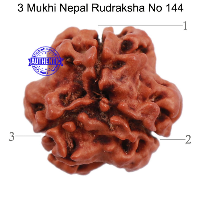 3 Mukhi Rudraksha from Nepal - Bead No. 144