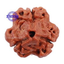 Load image into Gallery viewer, 3 Mukhi Rudraksha from Nepal - Bead No. 144
