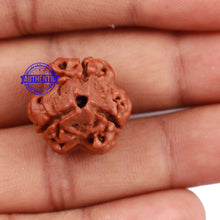 Load image into Gallery viewer, 3 Mukhi Rudraksha from Nepal - Bead No. 144
