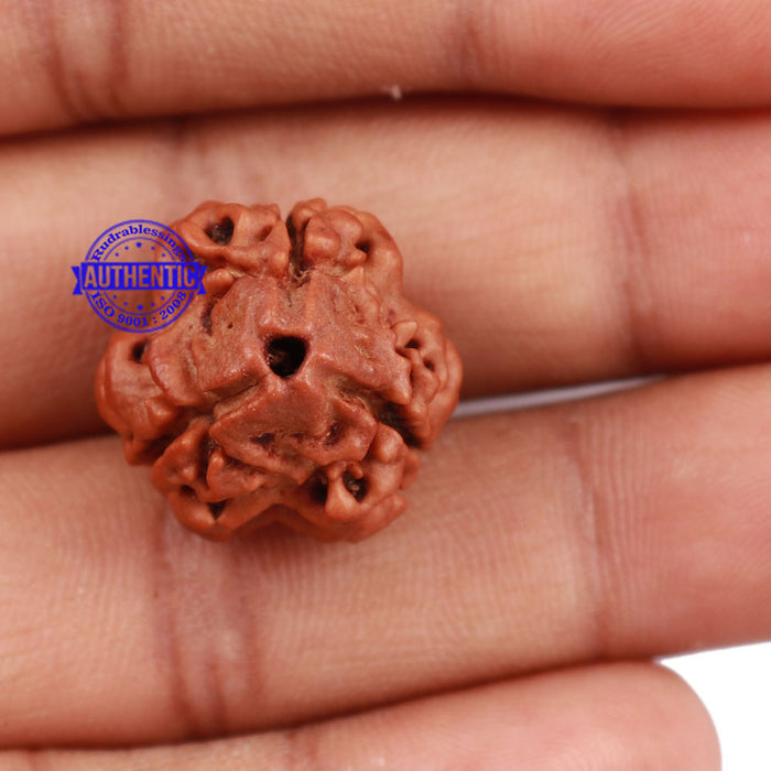 3 Mukhi Rudraksha from Nepal - Bead No. 144
