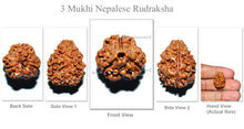 Load image into Gallery viewer, 3 Mukhi Rudraksha from Nepal - (Big Size)
