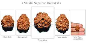 3 Mukhi Rudraksha from Nepal - (Big Size)