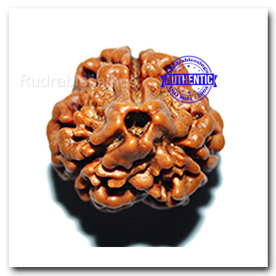 3 Mukhi Rudraksha from Nepal - (Big Size)