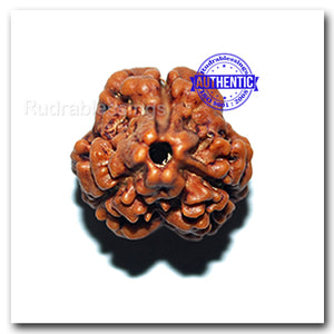 3 Mukhi Rudraksha from Nepal (Standard Size)