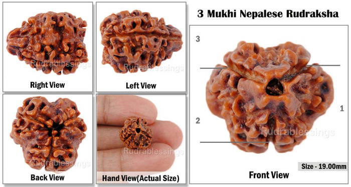 3 Mukhi Rudraksha from Nepal - Bead No. 5