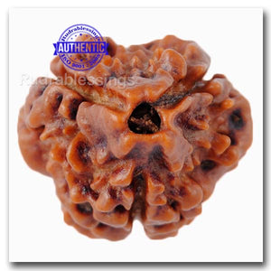 3 Mukhi Rudraksha from Nepal - Bead No. 5