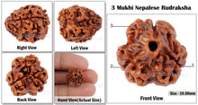 Load image into Gallery viewer, 3 Mukhi Rudraksha from Nepal - Bead No. 91

