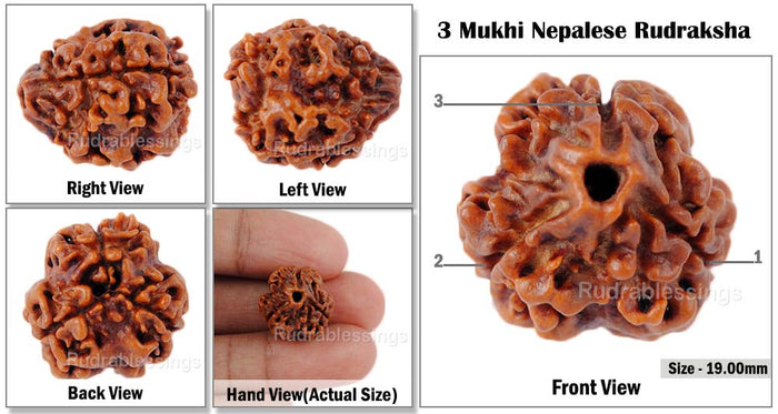 3 Mukhi Rudraksha from Nepal - Bead No. 91