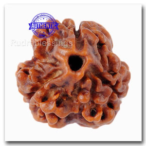 3 Mukhi Rudraksha from Nepal - Bead No. 91