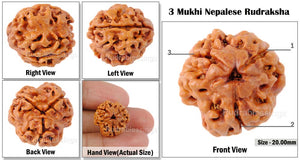 3 Mukhi Rudraksha from Nepal - Bead No. 7 (Giant Size)