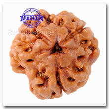 Load image into Gallery viewer, 3 Mukhi Rudraksha from Nepal - Bead No. 7 (Giant Size)
