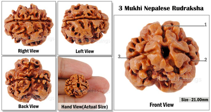 3 Mukhi Rudraksha from Nepal - Bead No. 8 (Giant Size)
