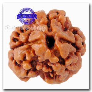 3 Mukhi Rudraksha from Nepal - Bead No. 8 (Giant Size)