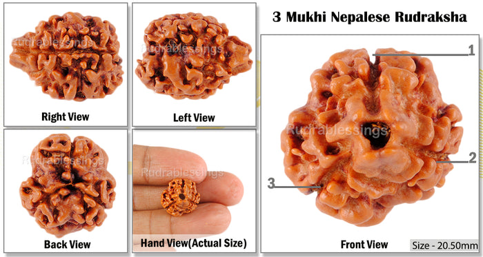 3 Mukhi Rudraksha from Nepal - Bead No. 146 (Giant Size)