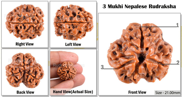 3 Mukhi Rudraksha from Nepal - Bead No. 33 (Giant Size)