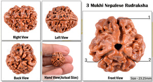 3 Mukhi Rudraksha from Nepal - Bead No. 34 (Giant Size)