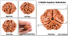 Load image into Gallery viewer, 3 Mukhi Rudraksha from Nepal - Bead No. 37 (Giant Size)
