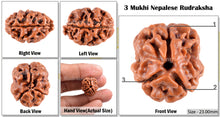 Load image into Gallery viewer, 3 Mukhi Rudraksha from Nepal - Bead No. 39 (Giant Size)
