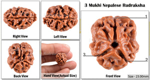 3 Mukhi Rudraksha from Nepal - Bead No. 39 (Giant Size)