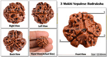 Load image into Gallery viewer, 3 Mukhi Rudraksha from Nepal - Bead No. 42 (Giant Size)
