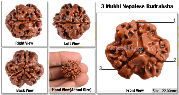 3 Mukhi Rudraksha from Nepal - Bead No. 42 (Giant Size)