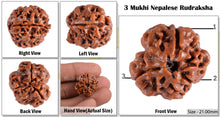 Load image into Gallery viewer, 3 Mukhi Rudraksha from Nepal - Bead No. 45 (Giant Size)
