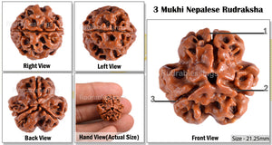 3 Mukhi Rudraksha from Nepal - Bead No. 46 (Giant Size)