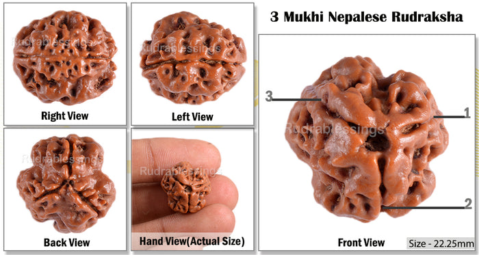 3 Mukhi Rudraksha from Nepal - Bead No. 51 (Giant Size)