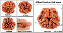 Load image into Gallery viewer, 3 Mukhi Rudraksha from Nepal - Bead No. 6 (Giant Size)
