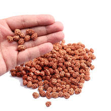 Load image into Gallery viewer, 3 Mukhi Rudraksha from Indonesia - (Standard Size) 100 Beads Pack
