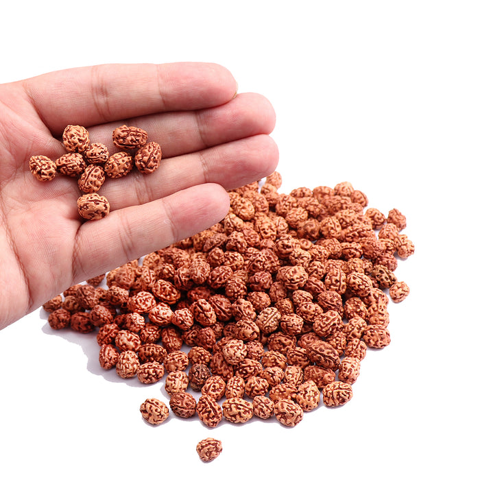3 Mukhi Rudraksha from Indonesia - (Standard Size) 100 Beads Pack