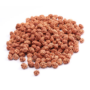 3 Mukhi Rudraksha from Indonesia - (Standard Size) 100 Beads Pack
