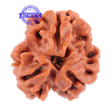 Load image into Gallery viewer, 3 Mukhi Rudraksha from Nepal - Bead No. 93
