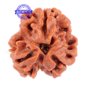 3 Mukhi Rudraksha from Nepal - Bead No. 93