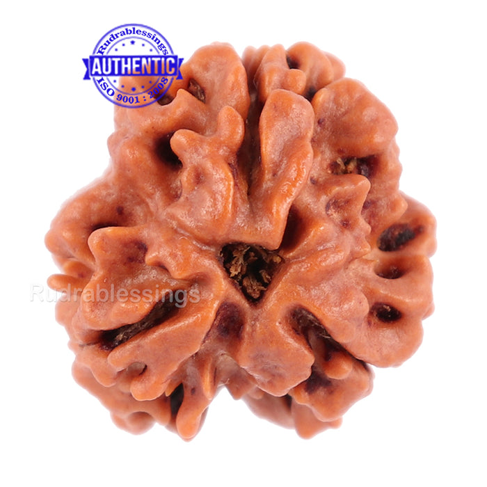 3 Mukhi Rudraksha from Nepal - Bead No. 93