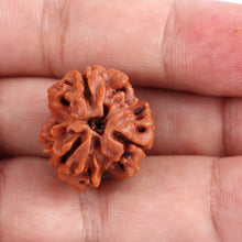 Load image into Gallery viewer, 3 Mukhi Rudraksha from Nepal - Bead No. 93

