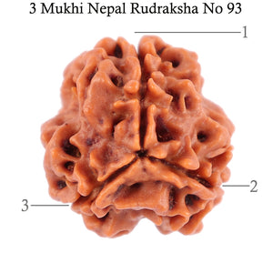 3 Mukhi Rudraksha from Nepal - Bead No. 93