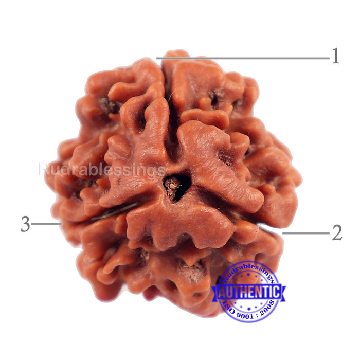 3 Mukhi Rudraksha with Om Marking - Bead No 2