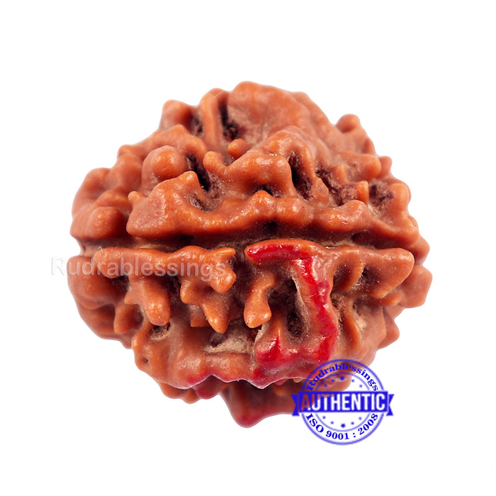 3 Mukhi Rudraksha with Om Marking - Bead No 2