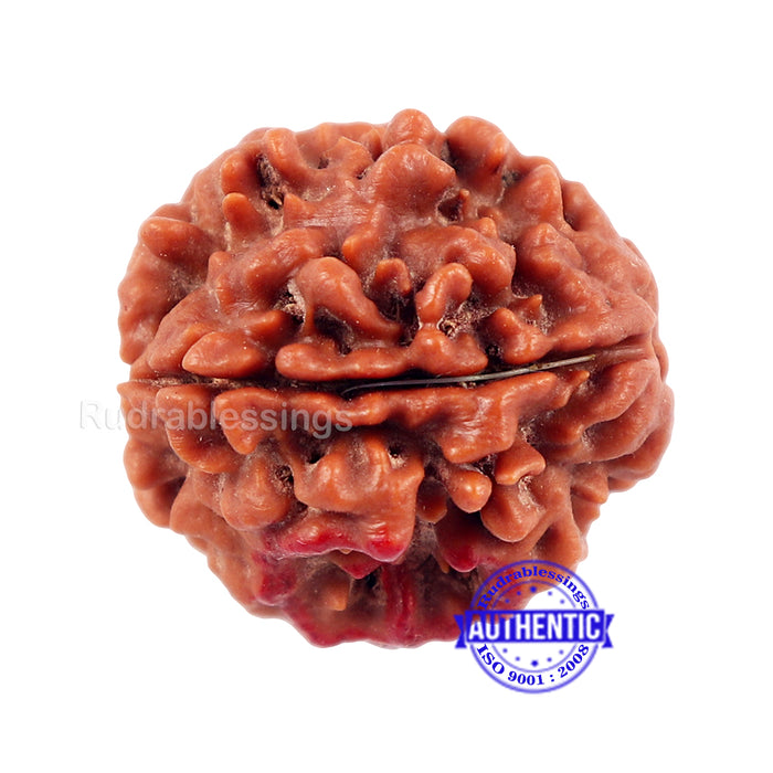 3 Mukhi Rudraksha with Om Marking - Bead No 2