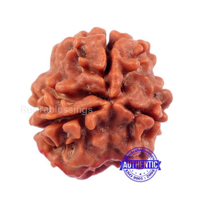 3 Mukhi Rudraksha with Om Marking - Bead No 2