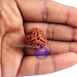3 Mukhi Rudraksha with Om Marking - Bead No 2