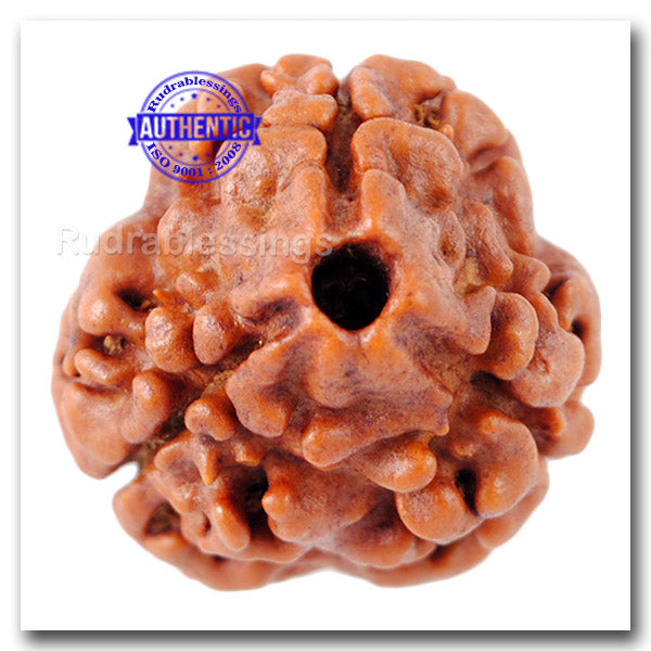 3 Mukhi Rudraksha from Nepal - Bead No. 117 (Giant Size)