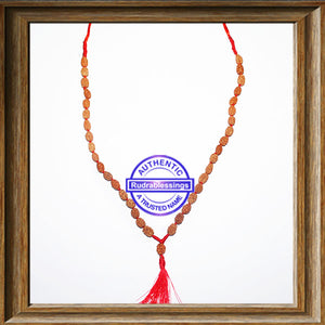 3 Mukhi Agni Rudraksha Mala - 3 (36+1)
