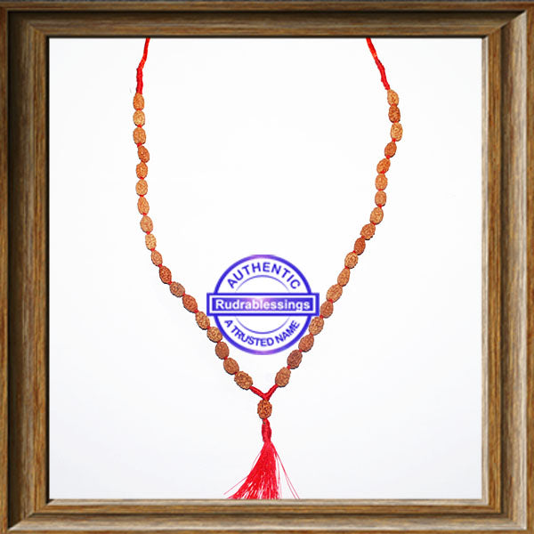 3 Mukhi Agni Rudraksha Mala - 3 (36+1)