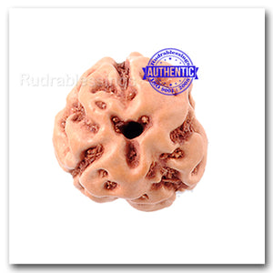 3 Mukhi Rudraksha from Indonesia - Big Size